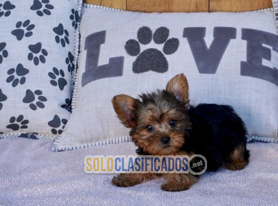 Solo Clasificados - Cachorros Yorkie 