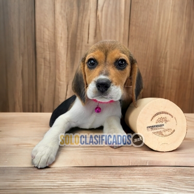 Preciosas mascotas Beagle Harrier para tu familia... 