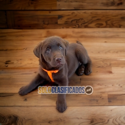 2CACHORRO LABRADOR RETRIEVER... 