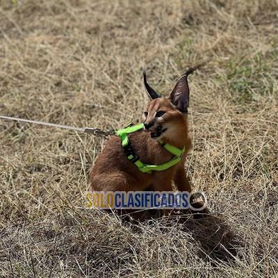 Solo Clasificados - Hermosos gatitos caracal disponibles Buscamos un comprador serio plenamente consciente de las necesidades específicas de esta especie y capaz de prop - imagen: 6