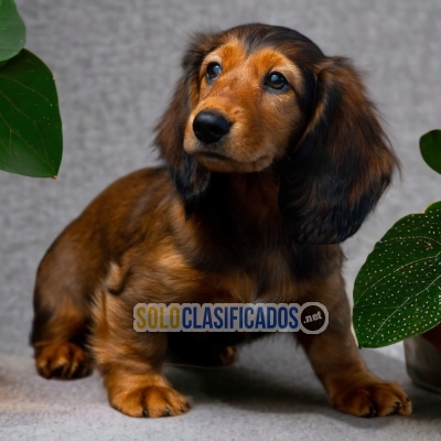DACHSHUND PELO LARGO     I WILL BE YOUR BEST FAITHFUL FRIEND FROM... 
