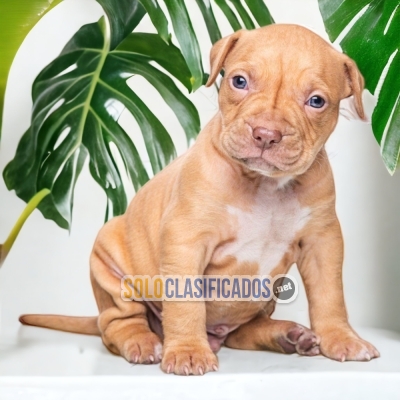 American bully xl available north carolina... 