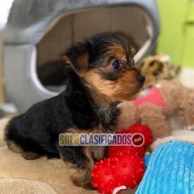 Yorkie white dog with brown 2 months for sale... 
