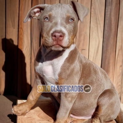 Raza Pitbull disponibles en el mercado... 