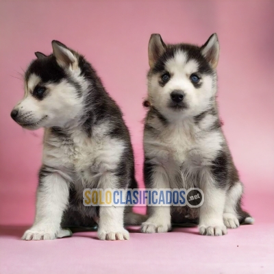 Husky Siberiano Maravillosos Cachorros... 