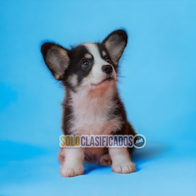 PEMBROKE CORGI AVAILABLE NORTH CAROLINA NOW... 