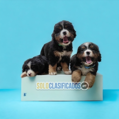 Beautiful puppies available BERNESE MOUNTAIN DOG... 