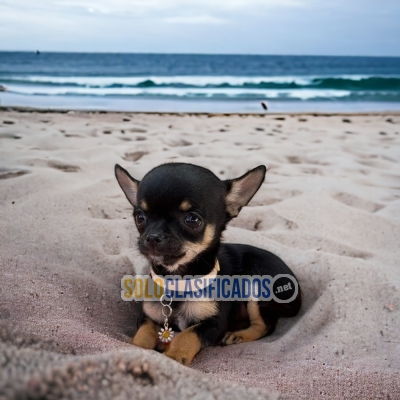 Adorable Chihuahua puppies... 