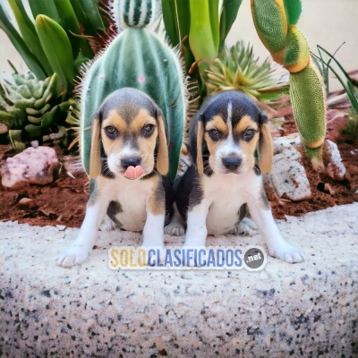 DULCES CACHORROS BEAGLE HARRIER... 