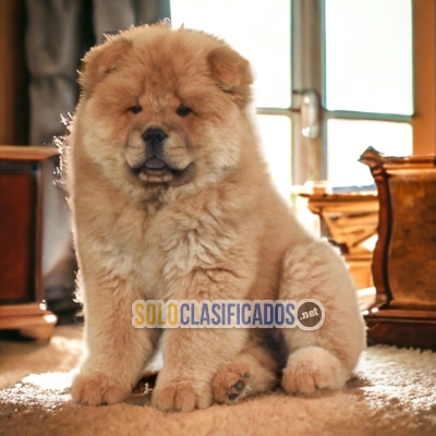 CHOW CHOW   IT WILL BE YOUR COMPANION AND BEST COMPANY FROM NOW O... 