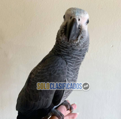 Solo Clasificados - Very young tame full feather talking African grey Congo parrot - imagen: 2