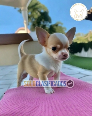 Cute Apple Head Chihuahua puppies for sale... 