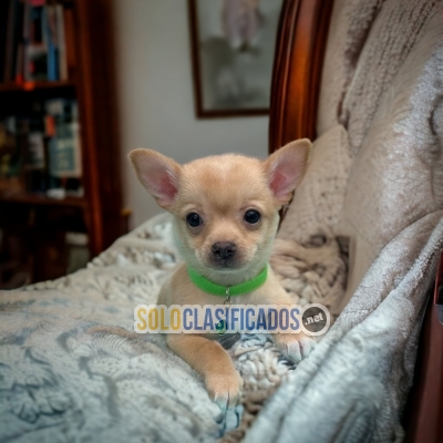 Chihuahua cabeza de manzana... 