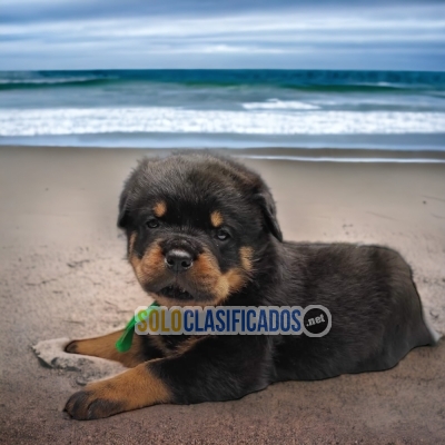 DISPONIBLES MASCOTAS ROTTWEILER / ROTTWEILER AVAILABLE... 