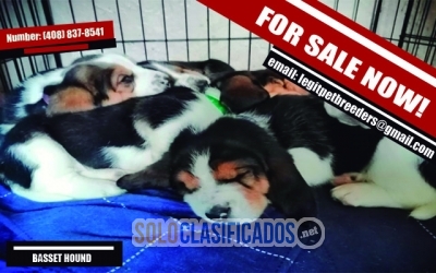 BASSET HOUND PUPPIES FOR SALE... 