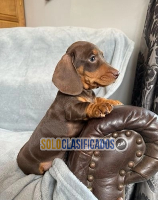 Cachorros de teckel miniatura(+34603172403)...