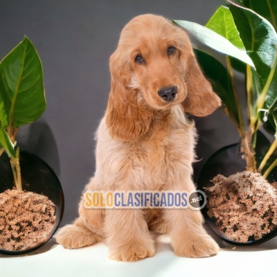 1ADORABLE COCKER SPANIEL  INGLÉS... 