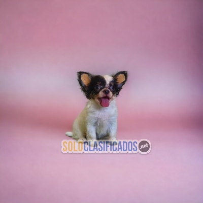 LOVELY CHIHUAHUA PELO LARGO  PETS AVAILABLE NOW... 