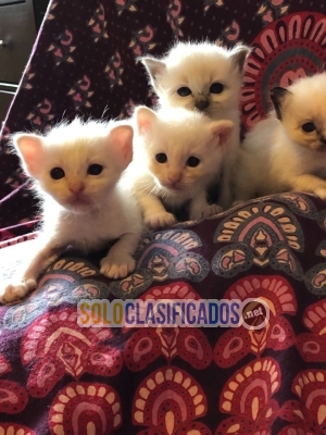 Gatitos de Birmania a la venta 2 niñas 2 niños... 