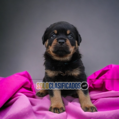 DISPONIBLES ROTTWEILLER / AVAILABLE ROTTWEILLER... 