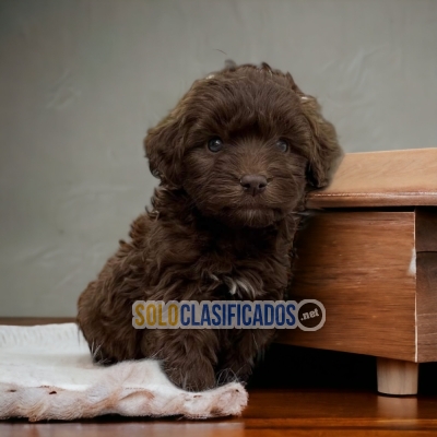 HERMOSOS FRENCH POODLE CHOCOLATE... 