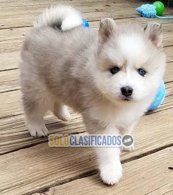 ¡Adorables cachorros CKC Pomsky a la venta!... 