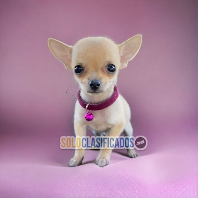 DISPONIBLES MASCOTAS CHIHUAHUA MANZANA / CHIHUAHUA MANZANA AVAILA... 