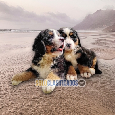 Lindos cachorros raza Bernes de Montaña... 