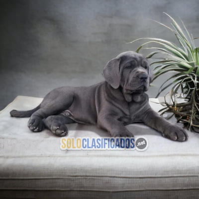 PRECIOSO CANE CORSO PARA TU FAMILIA COMPRALO AHORA... 