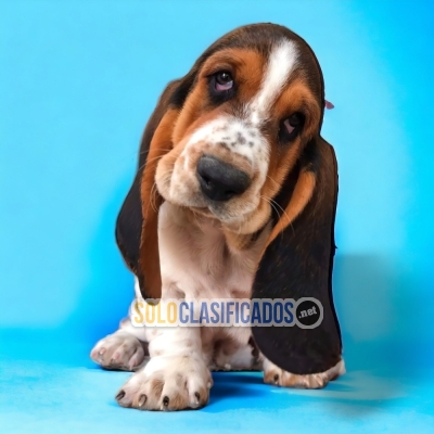 DISPONIBLES HERMOSOS BASSET HOUND / BEAUTIFUL BASSET HOUND AVAILA... 