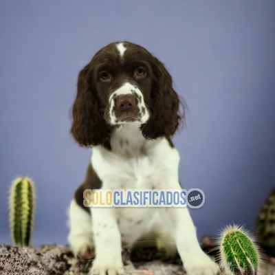 SPRINGER SPANIEL      welcome to the family... 
