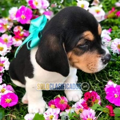 HAIRY BEAGLE HARRIER AVAILABLE... 