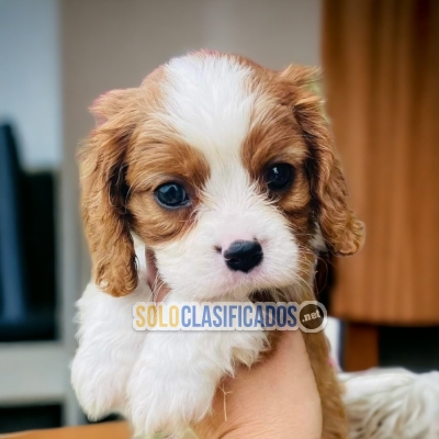 Calvier King Charles Spaniel Preciosos  Cachorros... 