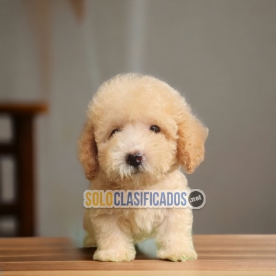 CUTE FRENCH POODLE... 