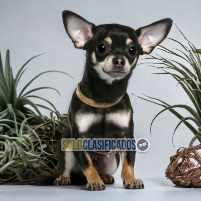 CHIHUAHUA CABEZA DE MANZANA            IT WILL BE YOUR BEST COMPA... 