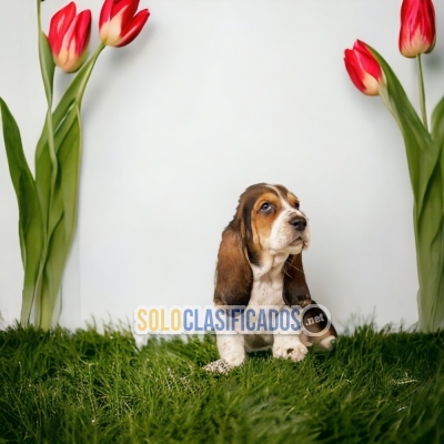 VENTA DE CACHORROS BASSET HOUND... 