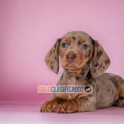 CUTE PUPPIES AVAILABLE DACHSHUND CHOCOLATE  NORT CAROLINA... 