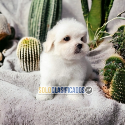 DISPONIBLES/AVAILABLE MASCOTAS/PETS BICHON MALTÉS... 