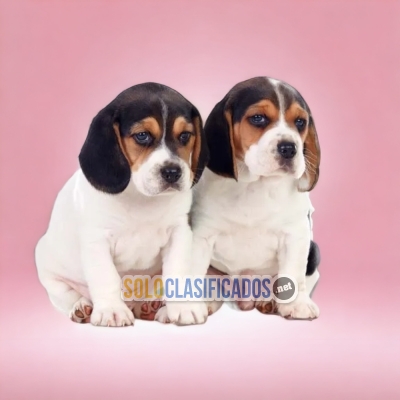 2CUTE PUPPY BEAGLE HARRIER... 