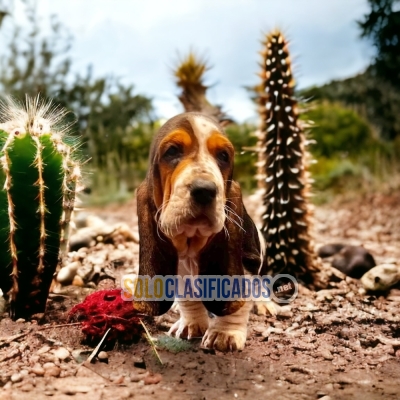 BASSET HOUND FOR SALE... 