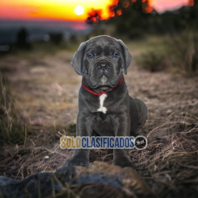 CANE CORSO AVAILABLIE NORTH CAROLINA NOW... 