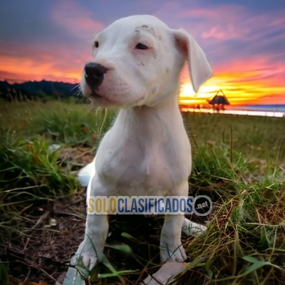 FURRY  DOGO ARGENTINO AVAILABLE... 