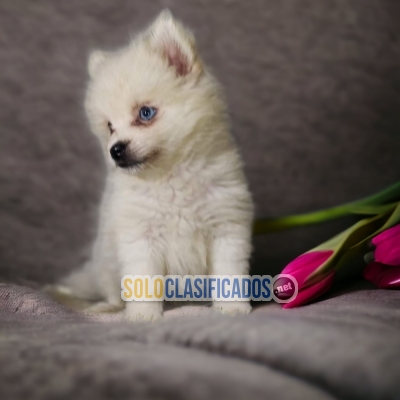 Raza Samoyedo... 