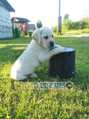 LABRADOR RETRIVIER AVAILABLIE NORTH CAROLINA NOW... 