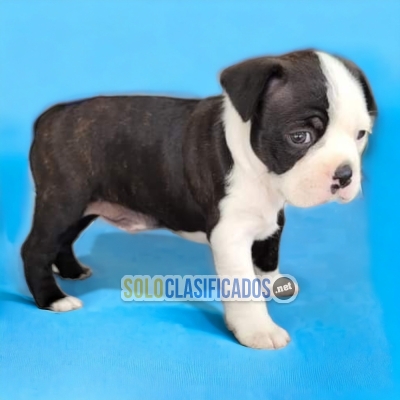 HAIRY BOSTON TERRIER AVAILABLE... 