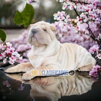 Shar Pei Grandiosos Cachorros Esperandolo... 