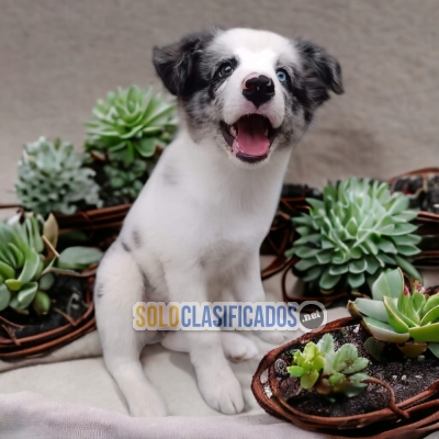 6ADORABLE BORDER COLLIE EXÓTICO... 