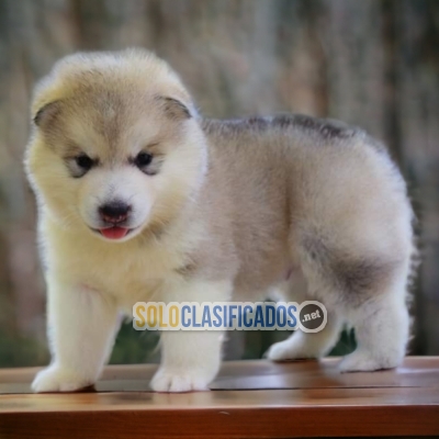 PRECIOSO ALASKAN MALAMUTE  DISPONIBLE AL MEJOR PRECIO... 