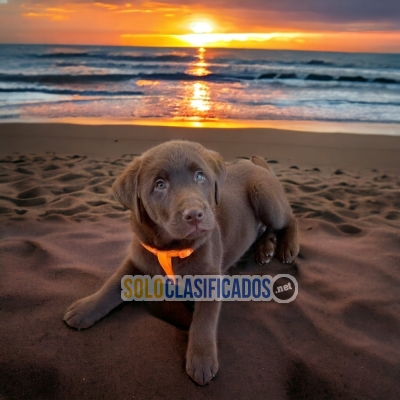 Hermosos cachorros disponibles LABRADOR RETRIEVER... 