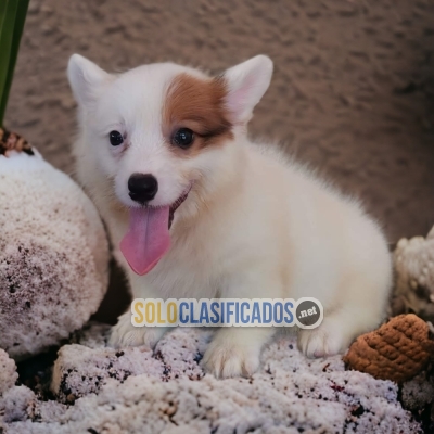 ENCANTADORES CACHORROS CORGI DE PEMBROKE... 